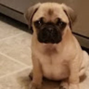 Meet your Posher, April